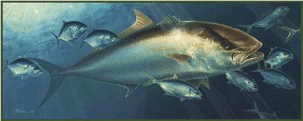 From oil painting: Amberjack and Blue Runners