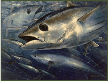 From oil painting: Skipjacks and Redtail Scad
