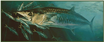 From oil painting: King Mackerel and Round Scad