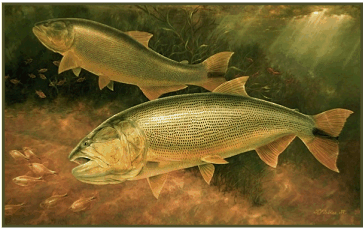 From oil painting: Golden Dorados